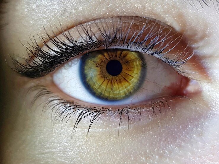 cornea