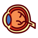 Cornea